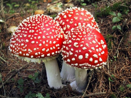 These are the type of mushrooms that Santa's reindeer ate. Rudolph's nose was red and this is because he ate this mushroom, the Amanita Muscaria. 