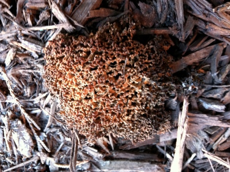 mushroom spore~