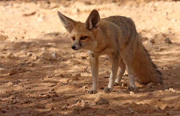 sand fox