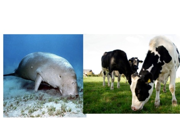 Sea Cow and Land Cow