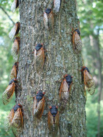 cicadas tree 