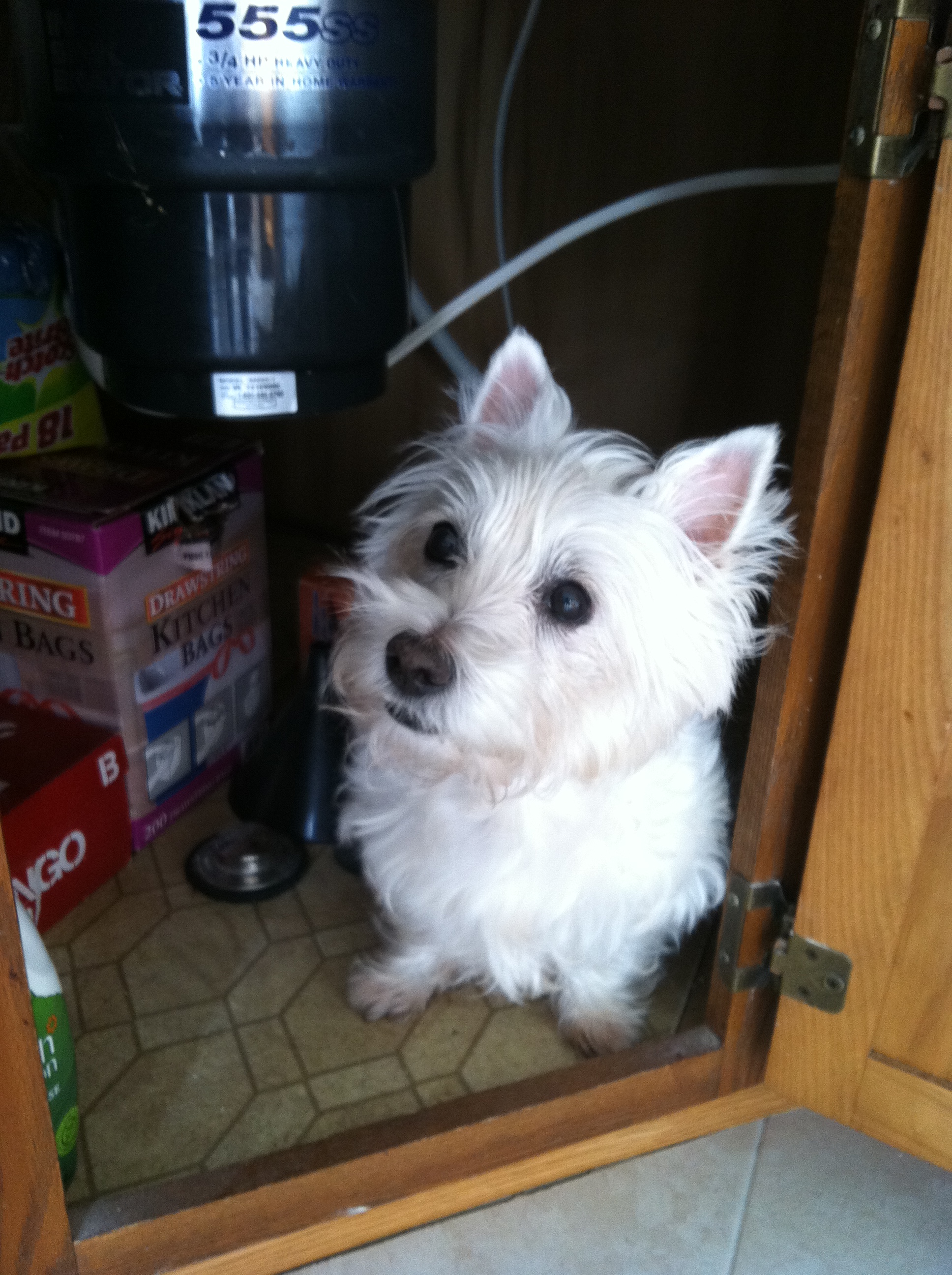 Lily Pad is my 11 year old Westie. In this picture, she  is hiding under the SINK/SYNC.
