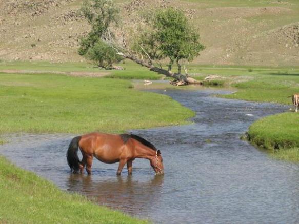 horse brook