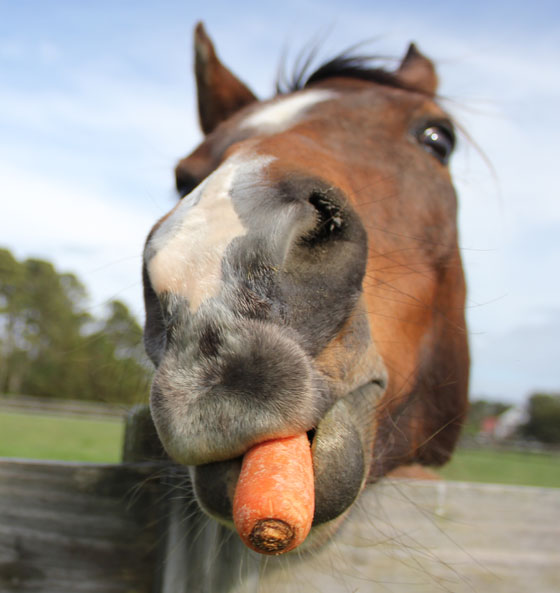 horses eating carrots 