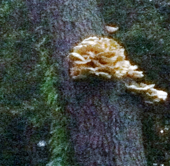 chicken of the woods 