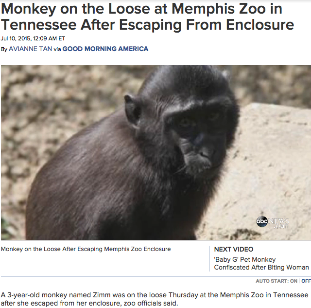 Monkey on the loose at Memphis zoo