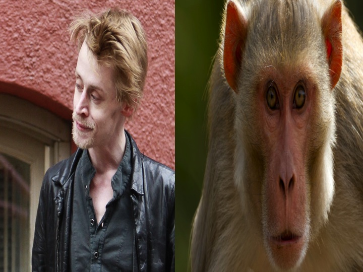 Macaulay Culkin macaque