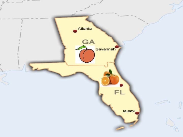 Florida oranges Georgia peaches